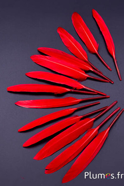 Oca - 10-15 cm - carmino